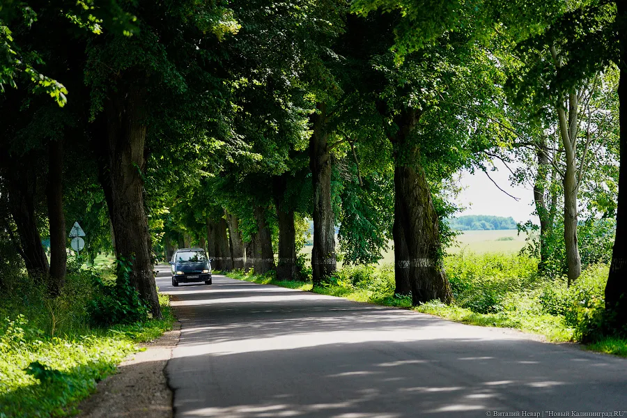 На трассе Калининград-Балтийск разрешили вырубить более 30 деревьев