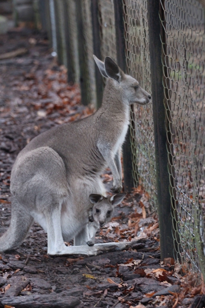 Два по цене одного: в Калининградский зоопарк везли одного кенгуру, а привезли двух (фото)