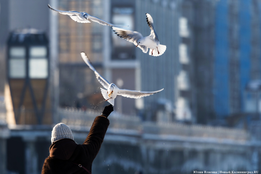 Балтика во льдах: как выглядит побережье после рекордных морозов