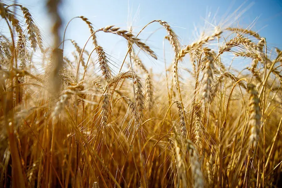 «Придётся сокращать посевы»: калининградские фермеры сообщили о проблемах