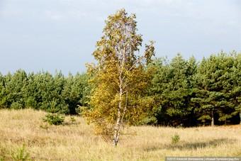 УМВД: подозреваемому в махинациях с землей в Гурьевском районе принадлежит целая улица