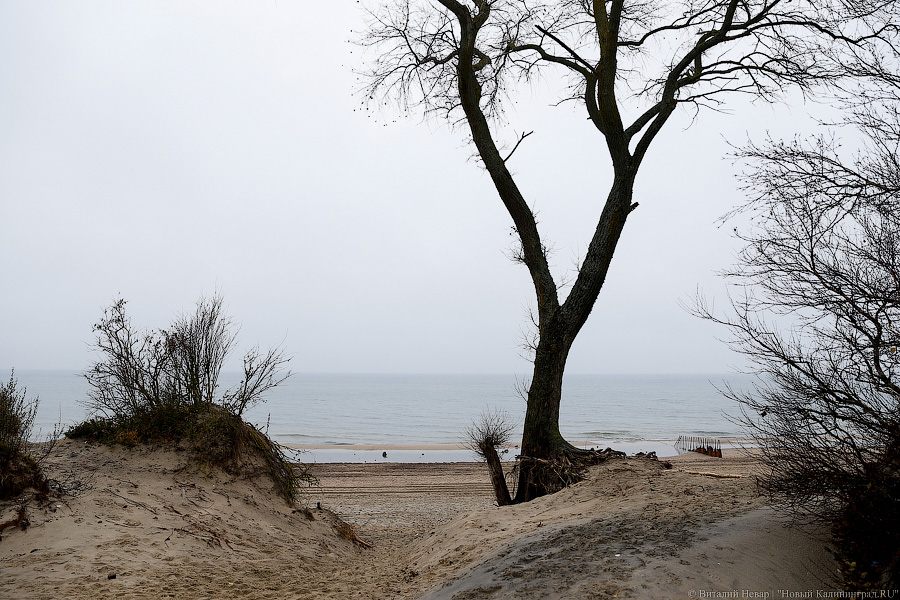 Лучше Афродиты: море подарило калининградцам остатки реликтового леса (фото)