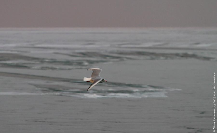 "Сцены у моря": фоторепортаж "Нового Калининграда.Ru"