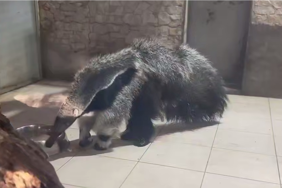 Скриншот видео Калининградского зоопарка