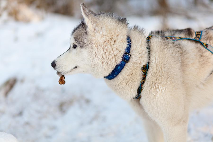 «Сказки о хаски»: фоторепортаж с тренировки ездовых собак и интервью с владельцами