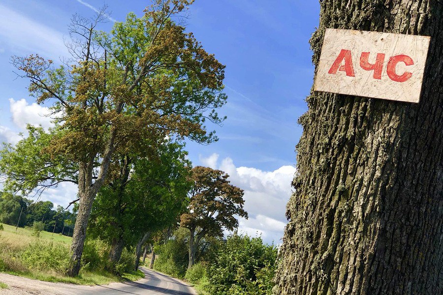 Из-за АЧС уничтожено поголовье третьего по величине свинокомплекса области