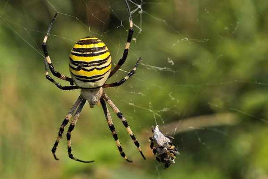 БФУ: в Калининградской области появился паук-оса