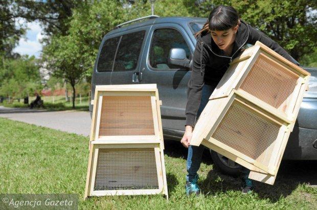 В Ольштыне «Гринпис» установил 9 «отелей» для пчел (фото)