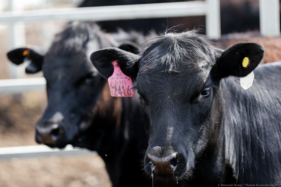Бойня за землю: что мешает развиваться «Мираторгу» в Калининградской области