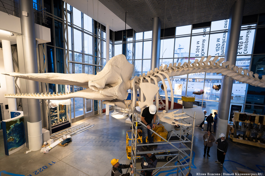 Первый «обитатель» «Планеты Океан»: скелет кашалота переезжает из «Глубины» (фото)