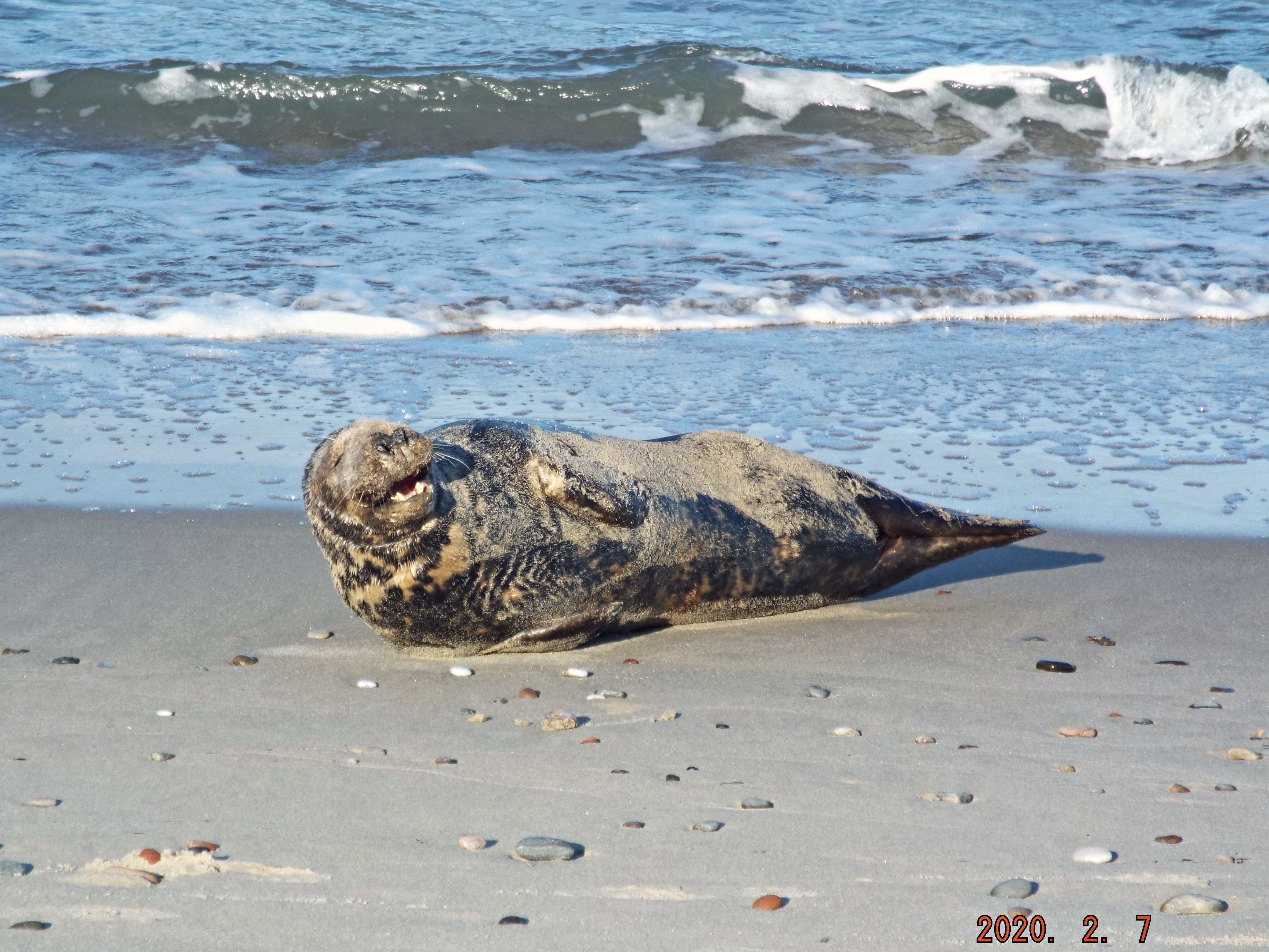 На Куршской косе на берегу обнаружили «пожилого тюленя» (фото) (видео)