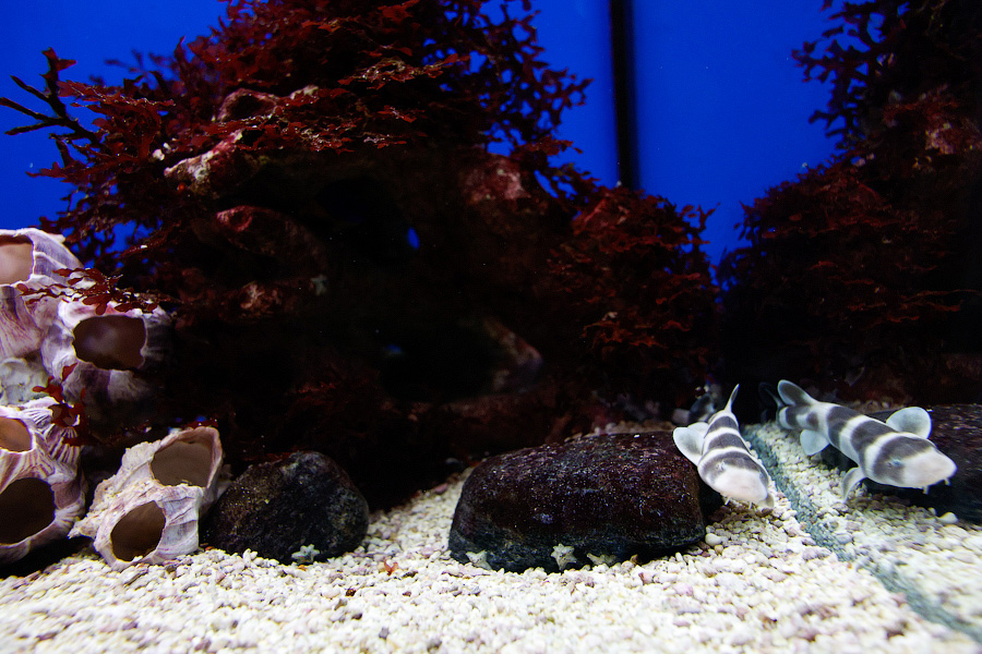 Baby Shark: в Музее Мирового океана родились «акулята-котята» (фото)