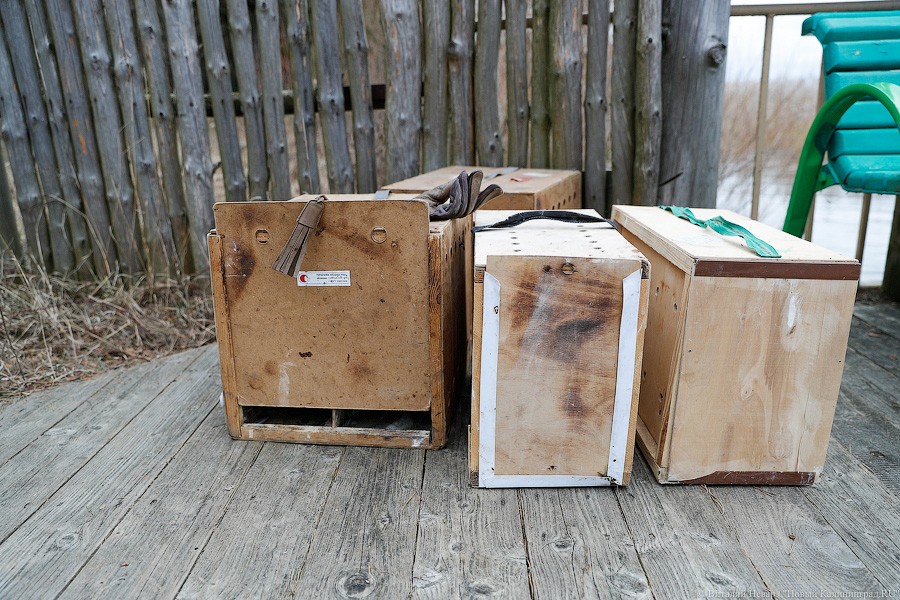 Пятеро местных и один залетный: на Куршской косе выпустили на волю канюков (фото)