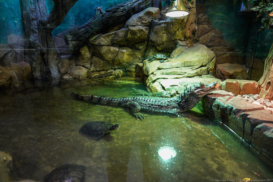 Жаба, гадюка и другие: в зоопарке открылся террариум после ремонта (фото)