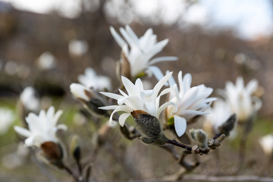 Весна в городе: посмотрите, как зацвёл Ботанический сад (фото)