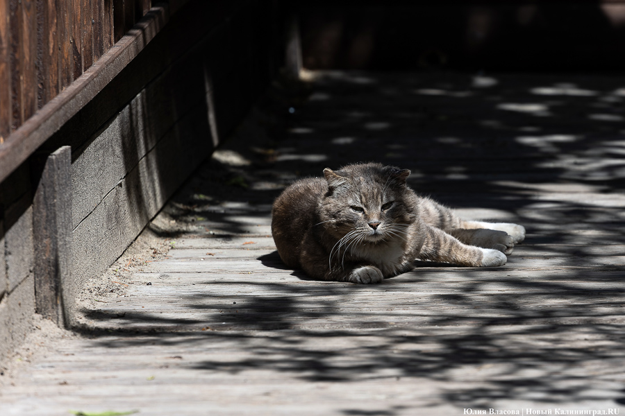 Визы, конец «зелёнки» и ограничения для вейпов: нововведения июня