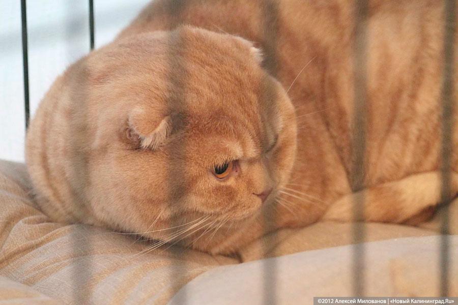 «Такса-крокодил и другие»: фоторепортаж с выставки кошек и собак