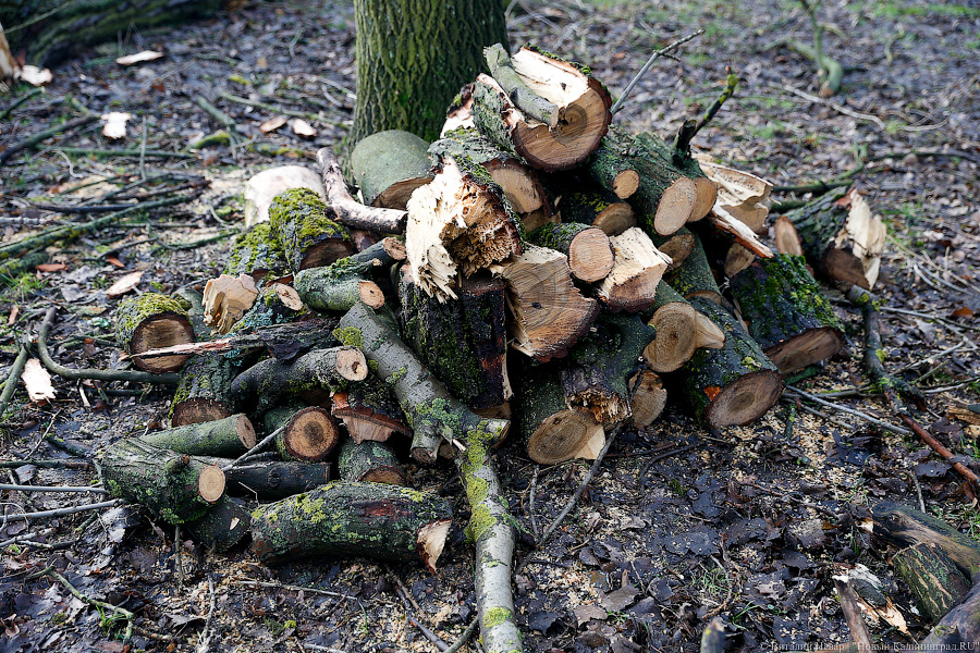 В Калининграде возбудили дело по факту незаконной вырубки деревьев
