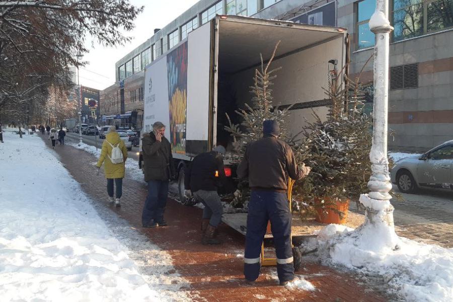 В Калининград привезли сотню елок в кадках, чтобы поставить на улицах к Новому году (фото)  