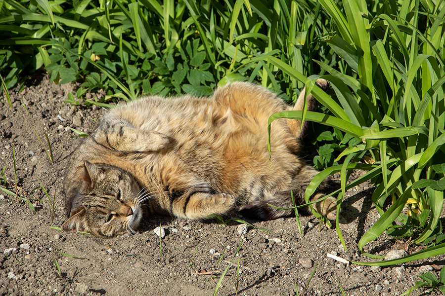 Сильное похолодание со штормовым ветром: прогноз погоды в Калининграде на выходные