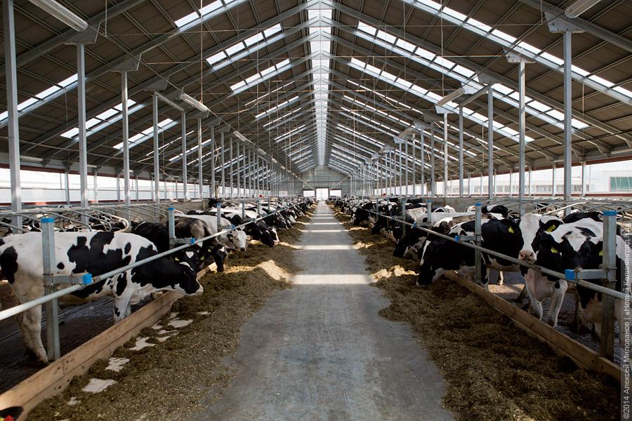 Голштино-фризская «карусель»: в Полесском районе открылся новый молочный комплекс (фото)