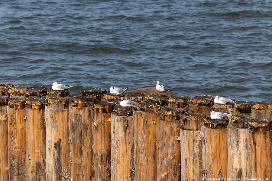 С видом на море и стройку: как выглядит пляж в Светлогорске этим летом