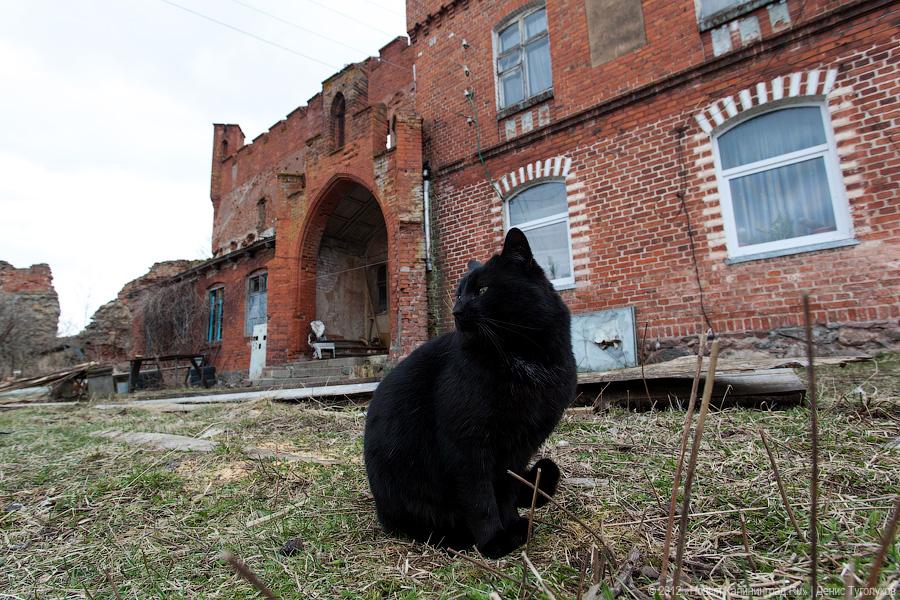 «Шаакен, волонтеры и кот Воровай»: фоторепортаж «Нового Калининграда.Ru»