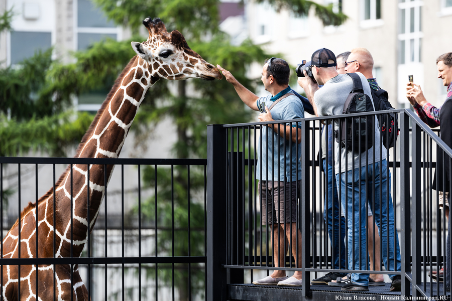 Фото: Юлия Власова / Новый Калининград