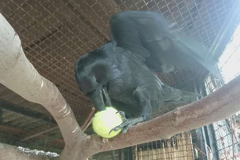 Ворону из Калининградского зоопарка подарили съедобный теннисный мяч (фото)