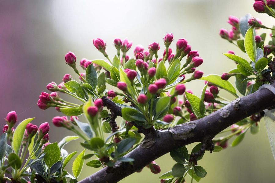Ниндзя под яблоней: посмотрите, как цветёт закрытый Ботанический сад