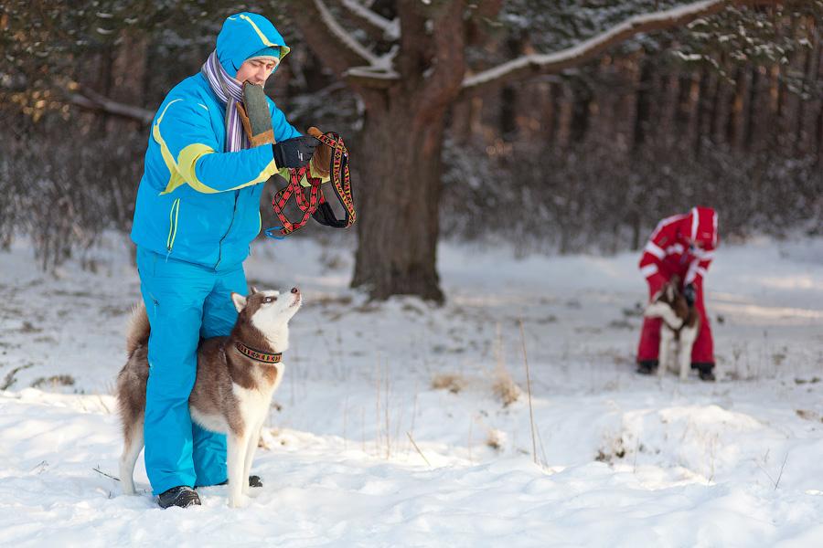 «Сказки о хаски»: фоторепортаж с тренировки ездовых собак и интервью с владельцами