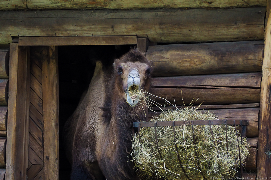 Фото: Виталий Невар / Новый Калининград 