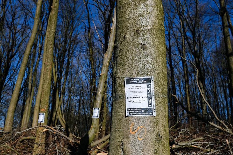 Пеньки в Холмогоровке: кто вырубает лесопарк под Калининградом