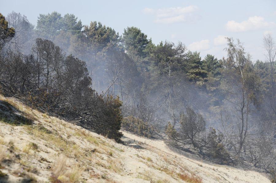 Пожар на дюне Эфа: возгорание на Куршской косе тушили вертолёты