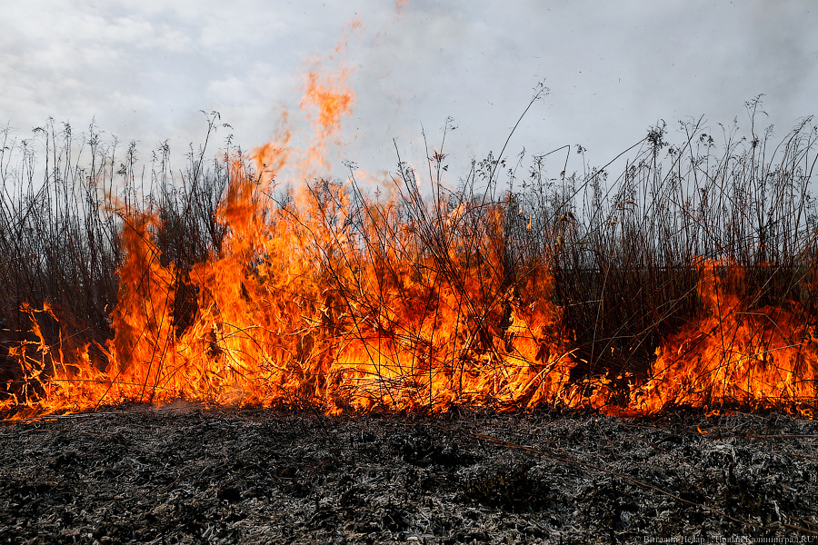 В регионе начался сезон палов травы