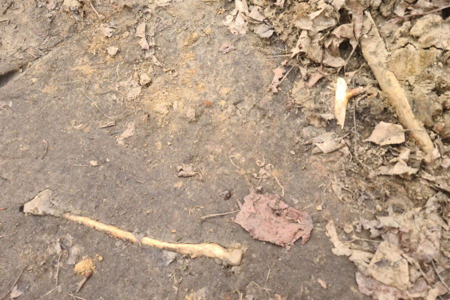 Поисковики установили, кому могут принадлежать обнаруженные в ЦПКиО останки (фото)