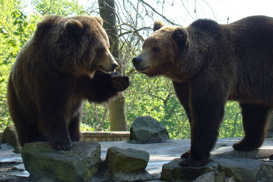 Фото: Калининградский зоопарк