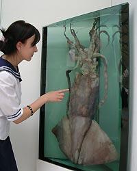 В Калининграде разморозили гигантского кальмара
