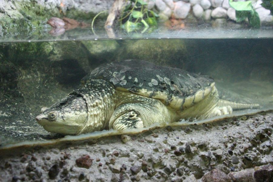 Задача — посильнее тяпнуть: в зоопарке показали, как моют «кусающуюся черепаху» (видео)