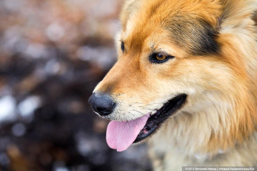 «Праздник для собак»: фоторепортаж из Ботанического сада