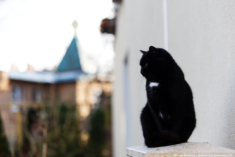 В царстве огненной лошади: как украсили Зеленоградск к Новому году (фото)