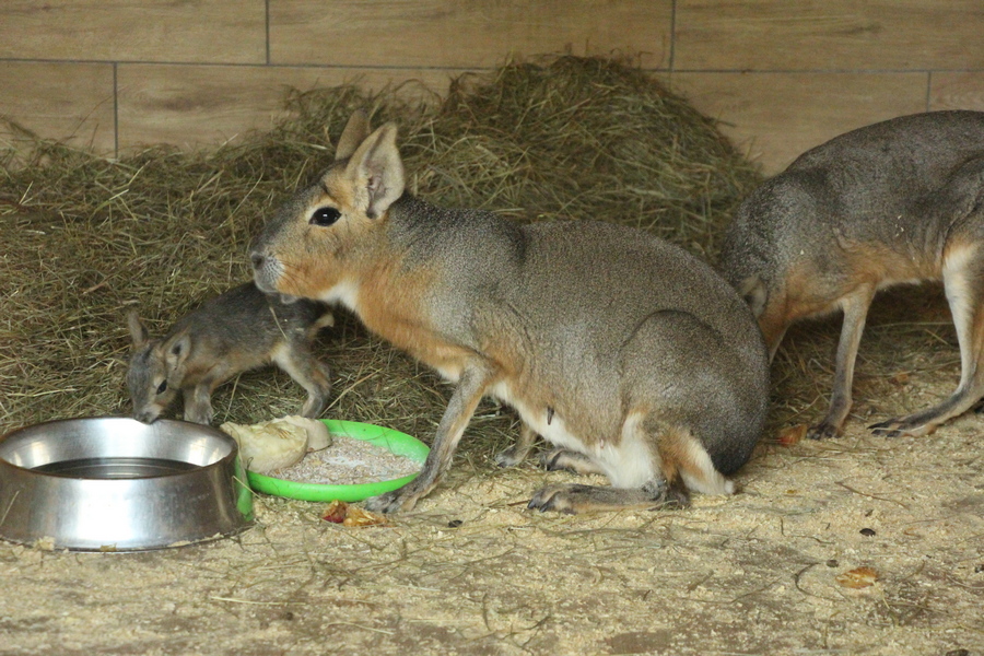 В Калининградском зоопарке родились три патагонские мары (видео)