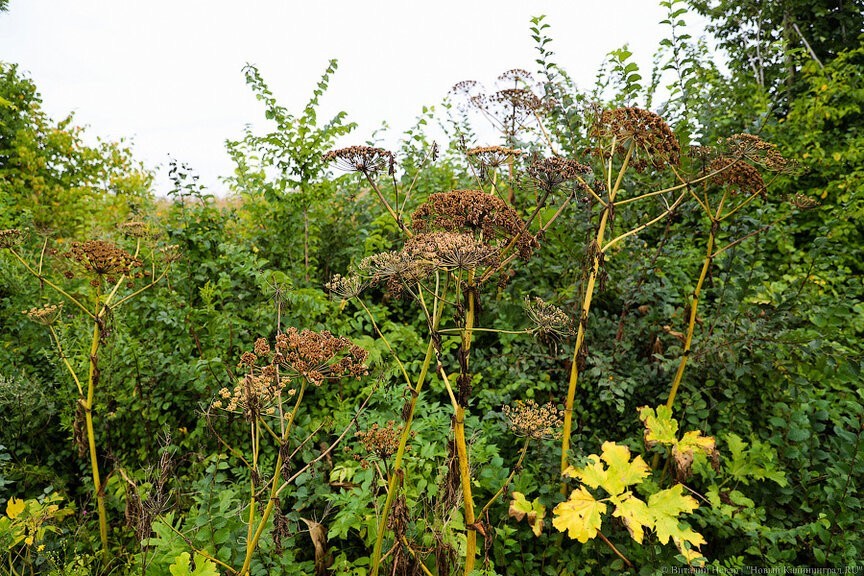Площадь калининградских земель, пораженных борщевиком, оценивается в 3-5 тыс. га