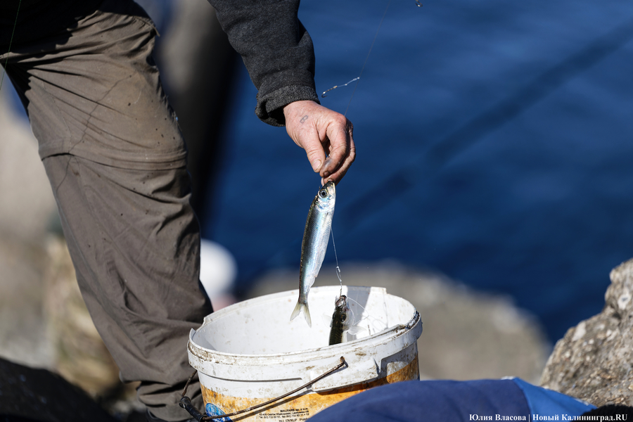 По несколько рыбин за раз: в Балтийске начался массовый лов салаки