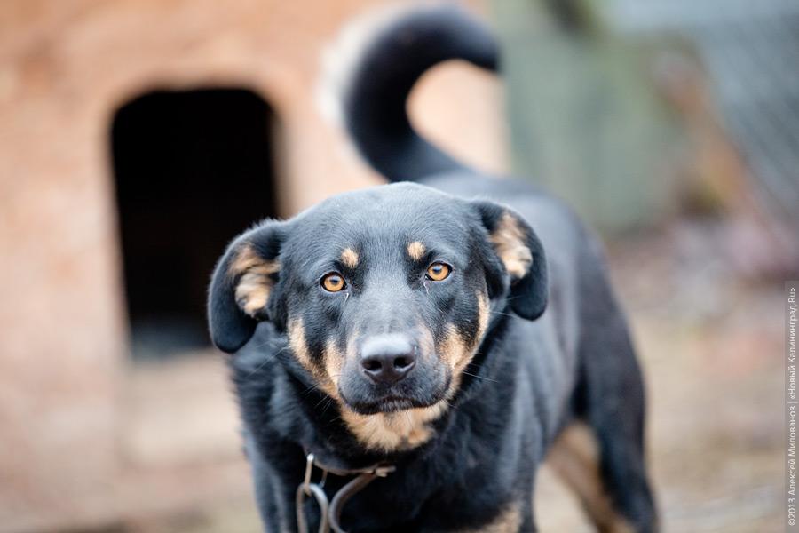 Три этажа собак: как в одной конюшне разместились 70 бездомных животных