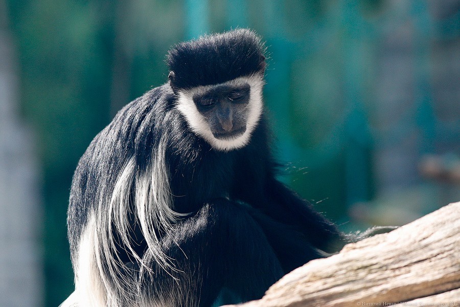 Дистанция в одного кенгуру: первый день работы Калининградского зоопарка (фото)