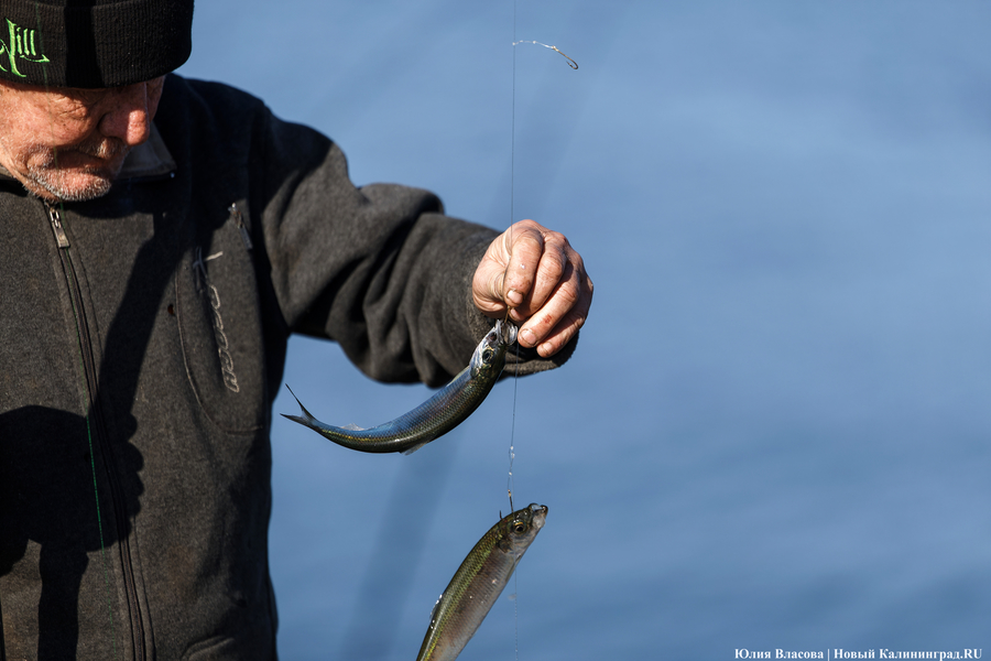 По несколько рыбин за раз: в Балтийске начался массовый лов салаки