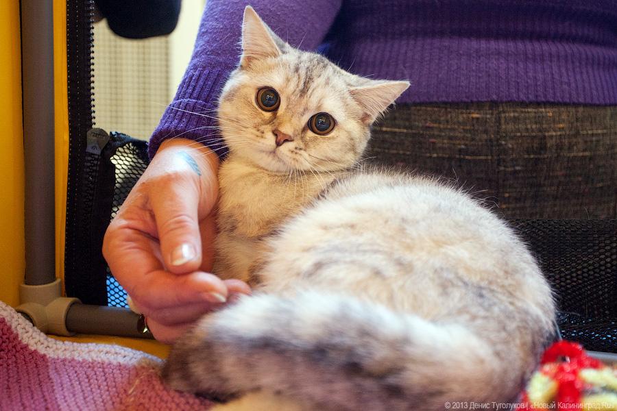 Мяу кисс ми: в ДКЖ прошла рекламная выставка кошек