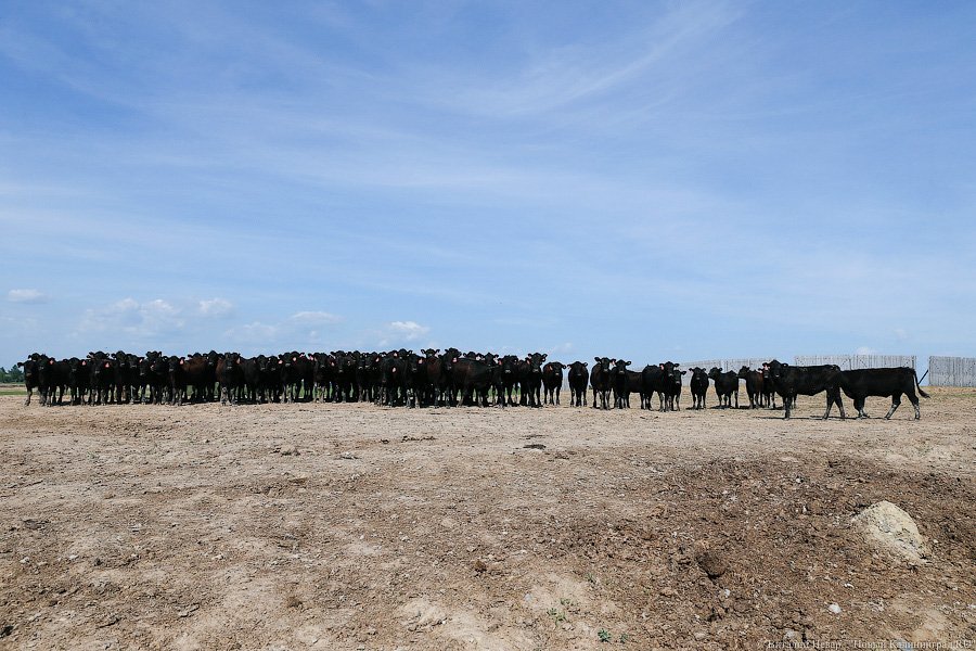 Бойня за землю: что мешает развиваться «Мираторгу» в Калининградской области