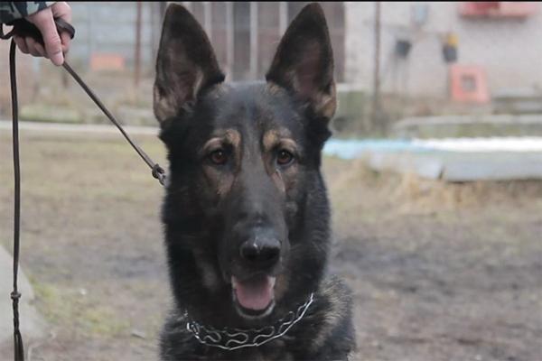В Калининграде полицейская овчарка нашла украденную у женщины сумку (фото)